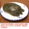 大甲鱼（每只约2.5~3.5斤，量大需提前24小时预定，2.5斤起售） 商品缩略图0