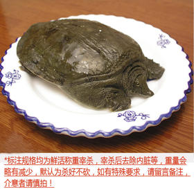 大甲鱼（每只约2.5~3.5斤，量大需提前24小时预定，2.5斤起售）