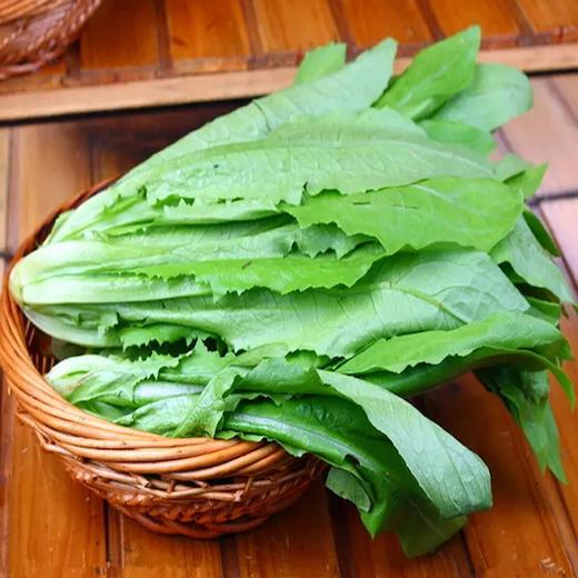 油麦菜 商品图0