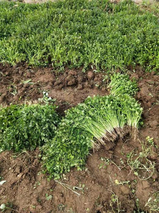 【百汇到家】香菜（半斤起售） 商品图1