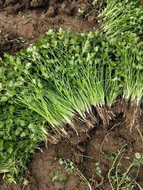 【百汇到家】香菜（半斤起售）