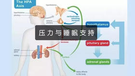  【洛奇健康】营养素分类（5）：压力与睡眠支持 