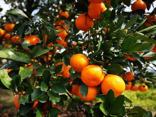 【甜到爆！】2019临海涌泉蜜桔（仅售江浙沪地区） 商品图4