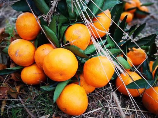 【甜到爆！】2019临海涌泉蜜桔（仅售江浙沪地区） 商品图3