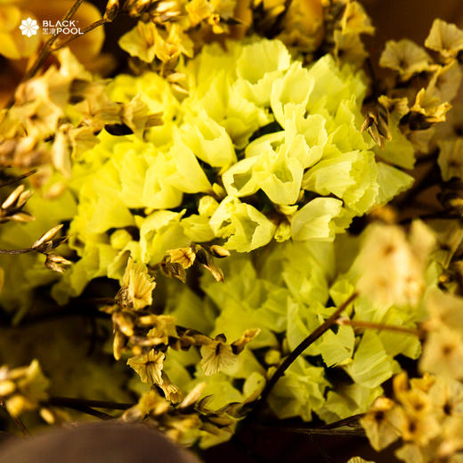 【射手座·守护花】拉丝弗朗 /  玫瑰 / 芦苇 / 水晶草 / 勿忘我 / 小菊 /  尤加利 / 桑巴多丁（随蛋糕配送） 商品图4