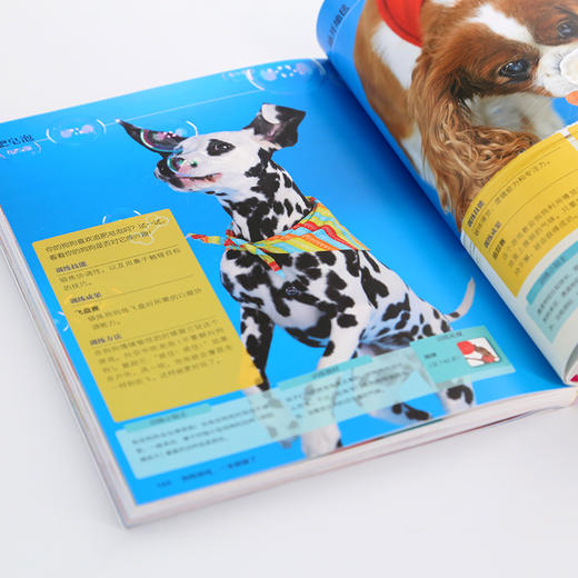 凯拉·桑德斯狗狗训养系列--狗狗游戏，一本就够了 商品图4