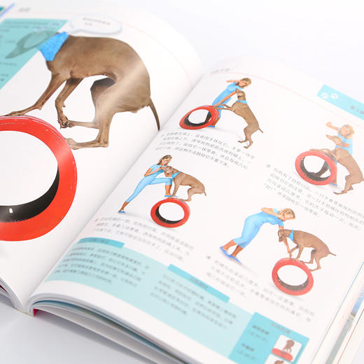 凯拉·桑德斯狗狗训养系列--狗狗游戏，一本就够了 商品图3