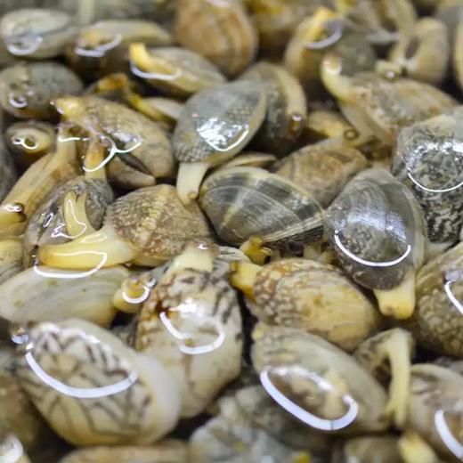 冰鲜蛤蜊 花甲吐沙干净 贝类海鲜 商品图1