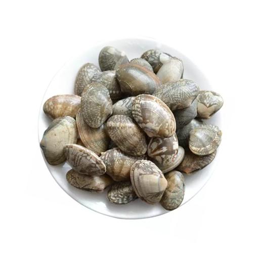 冰鲜蛤蜊 花甲吐沙干净 贝类海鲜 商品图0