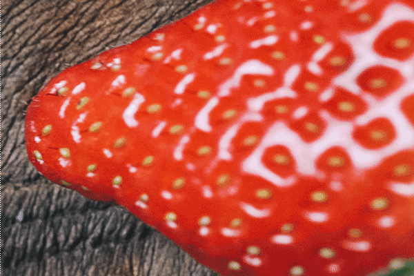 橙子妈妈商城|好物上新“红颜祸水”，甜入心扉——奶油草莓