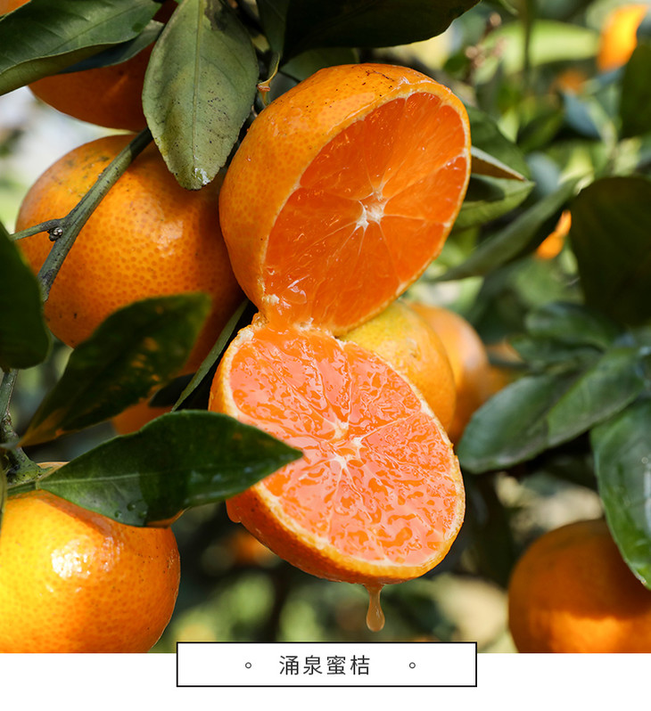 正宗台州涌泉蜜桔 爆甜,多汁,皮薄,无籽 现采现发