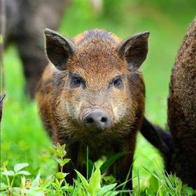 新疆农丰天山野猪肉  128元/2斤