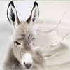 新疆农丰天山富硒土驴奶 2斤/2瓶 商品缩略图0