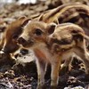 新疆农丰天山野猪肉  128元/2斤 商品缩略图1