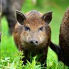 嘉佑壹宝生态农业农家土猪肉2斤 商品缩略图0