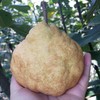 有机丑梨 | 合作生产 *Organic ugly pear | Coprodution 商品缩略图3