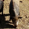 嘉佑壹宝生态农业农家土猪肉2斤 商品缩略图1