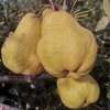 有机丑梨 | 合作生产 *Organic ugly pear | Coprodution 商品缩略图2