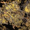 泾渭茯茶茶本良品800g茯砖茶2014年限量版 商品缩略图3