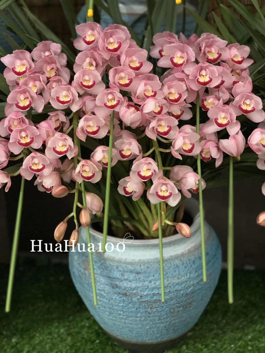 新年礼丨蝴蝶兰大花蕙兰组盆大集合（35款入） 商品图4