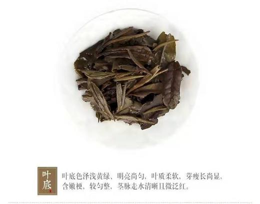 晒白金1422紧压白牡丹360克 商品图7
