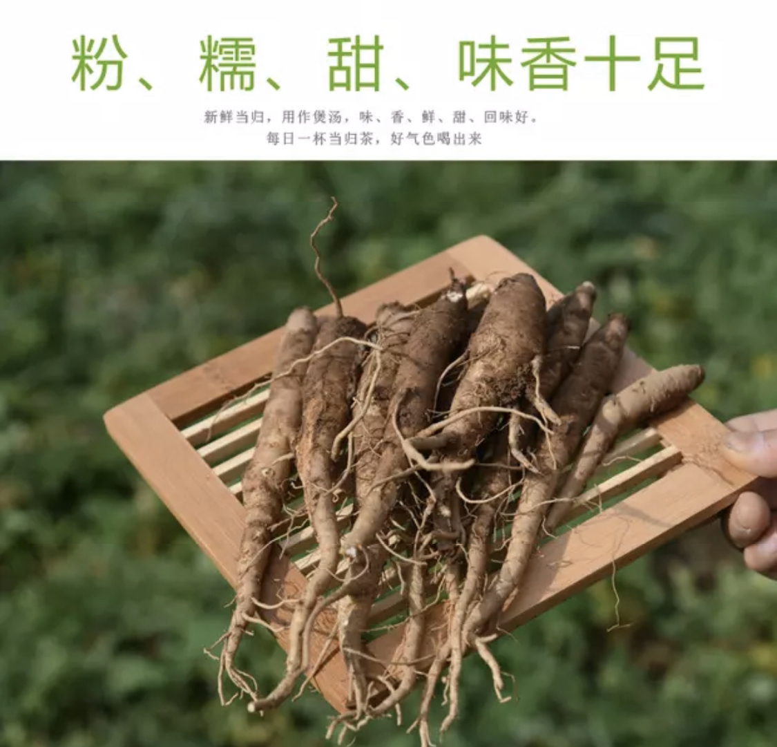 产地直邮-大凉山新鲜甜当归