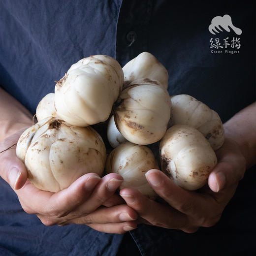 生态鲜兰州9年百合团购（临期） | 合作生产*Eco-Lanzhou Lily | Coproduction 商品图3