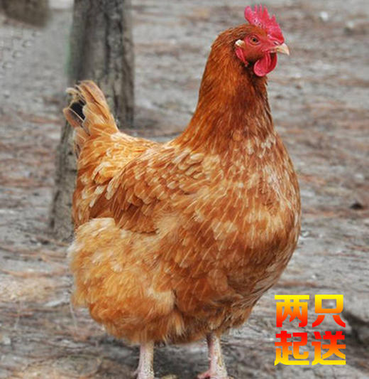 新疆天山田园生态老母鸡（两只起送） 商品图2