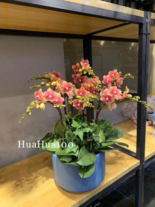 新年礼丨蝴蝶兰大花蕙兰组盆大集合（35款入） 商品图1
