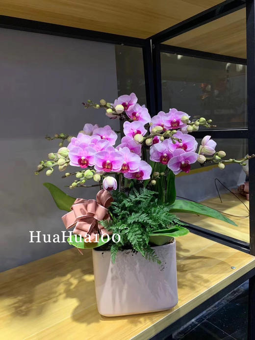 新年礼丨蝴蝶兰大花蕙兰组盆大集合（35款入） 商品图2