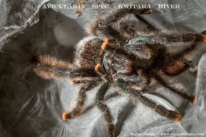 ht 圭亚那巨人粉趾蜘蛛 avicularia sp. kwitara river | 3l个体