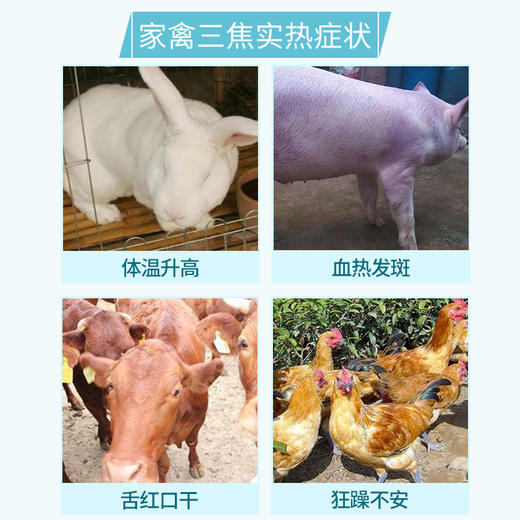 华畜兽药 黄连解毒片猪牛羊鸡鸭兔禽用兽用泻火解毒清热 燥热 商品图3