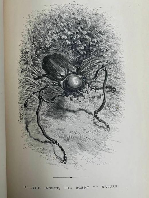 1875年 儒勒·米什莱《虫》 140幅精美版画插图 漆布精装18开 商品图13