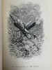 1875年 儒勒·米什莱《虫》 140幅精美版画插图 漆布精装18开 商品缩略图8