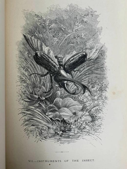 1875年 儒勒·米什莱《虫》 140幅精美版画插图 漆布精装18开 商品图8