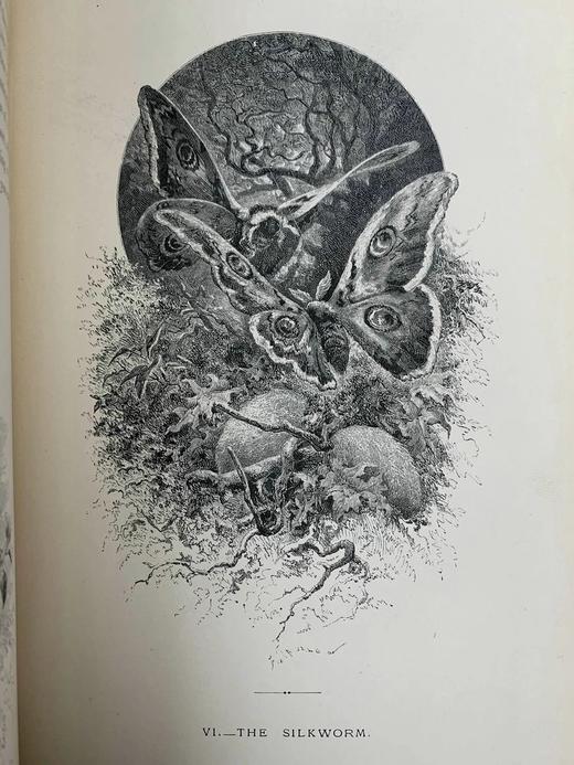 1875年 儒勒·米什莱《虫》 140幅精美版画插图 漆布精装18开 商品图9