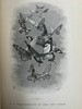 1875年 儒勒·米什莱《虫》 140幅精美版画插图 漆布精装18开 商品缩略图10