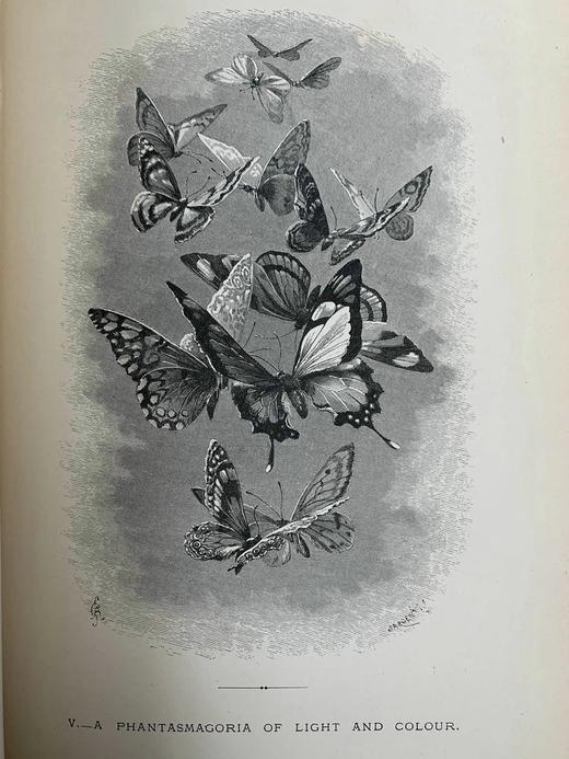 1875年 儒勒·米什莱《虫》 140幅精美版画插图 漆布精装18开 商品图10