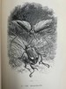 1875年 儒勒·米什莱《虫》 140幅精美版画插图 漆布精装18开 商品缩略图14
