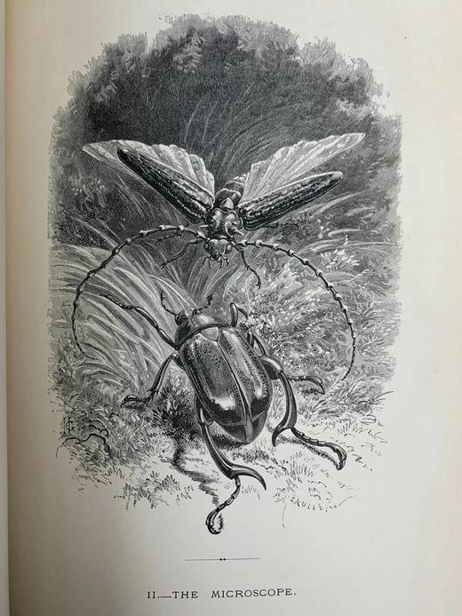 1875年 儒勒·米什莱《虫》 140幅精美版画插图 漆布精装18开 商品图14