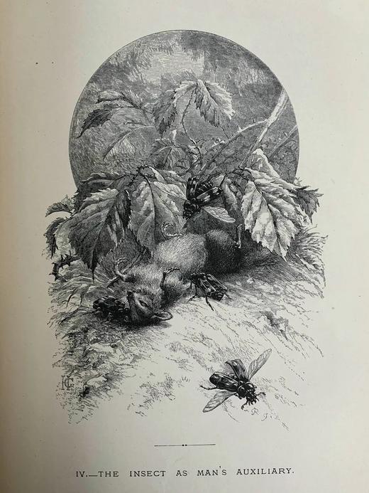 1875年 儒勒·米什莱《虫》 140幅精美版画插图 漆布精装18开 商品图11