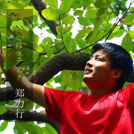 生态柿子 | 合作生产 *Eco-Huojing persimmon | Coproduction 商品图5