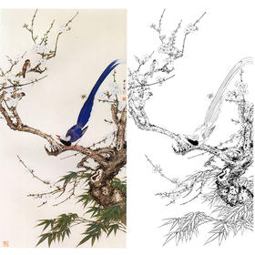 田世光工笔竖幅花鸟白描底稿-《白眉长寿》-多种白描尺寸可选-SG63