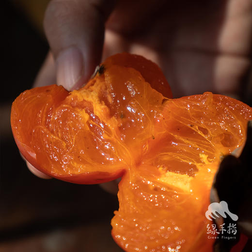 生态柿子 | 合作生产 *Eco-Huojing persimmon | Coproduction 商品图0