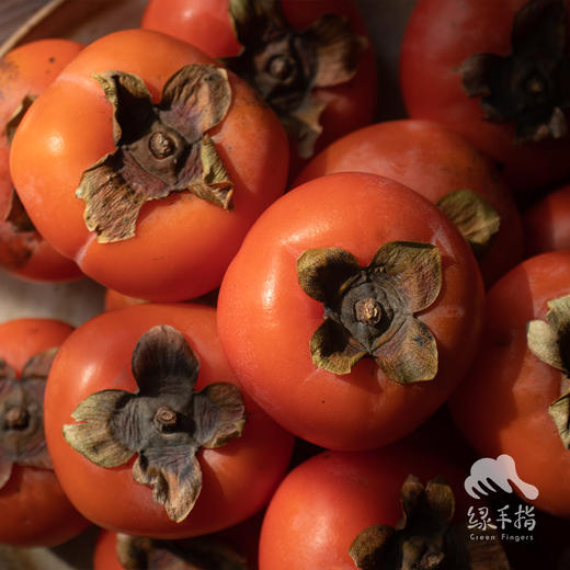 生态柿子 | 合作生产 *Eco-Huojing persimmon | Coproduction 商品图1