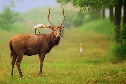 【93车友冬游季】国泰民安-泰州汤包、溱湖八仙美食之旅 商品图2