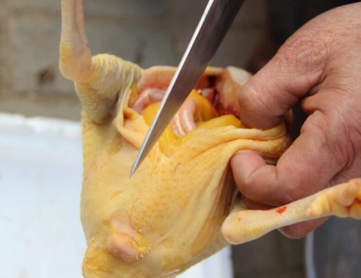 美姑松针鸡 商品图3