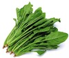 菠菜500g±50g【团购价5.98元】 商品缩略图0