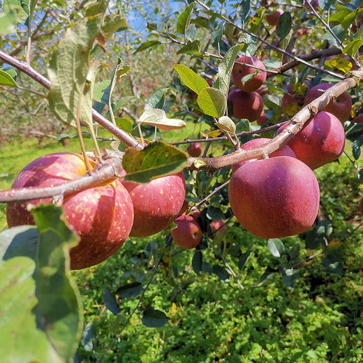 【脆甜多汁】四川大凉山丑苹果 12个礼盒装 商品图4