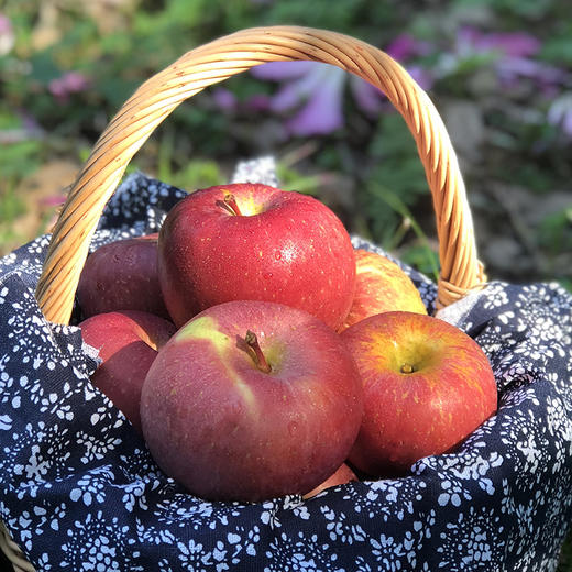 【脆甜多汁】四川大凉山丑苹果 12个礼盒装 商品图5